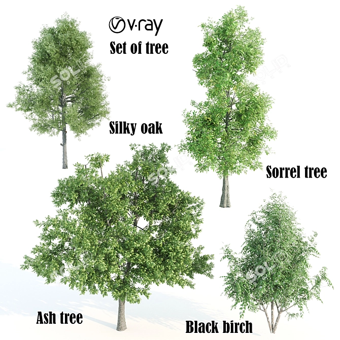 Lush Vray Tree Set: Black Birch, Ash, Silky Oak, Sorrel 3D model image 1