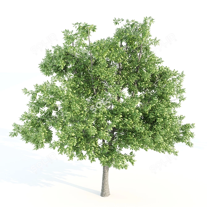 Lush Vray Tree Set: Black Birch, Ash, Silky Oak, Sorrel 3D model image 2