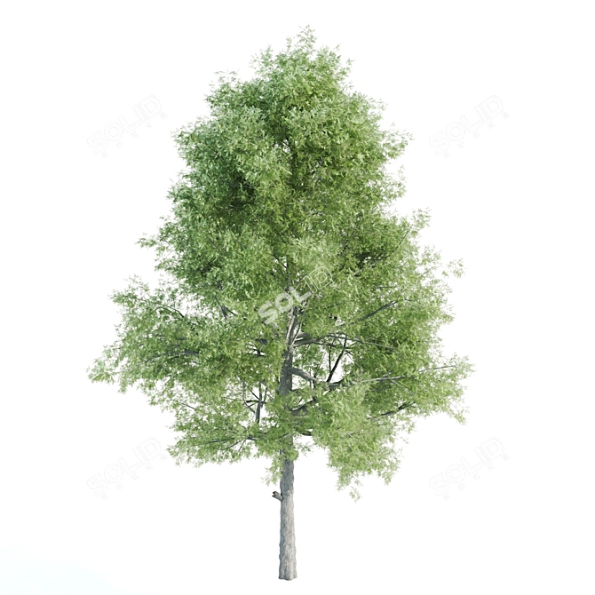 Lush Vray Tree Set: Black Birch, Ash, Silky Oak, Sorrel 3D model image 3