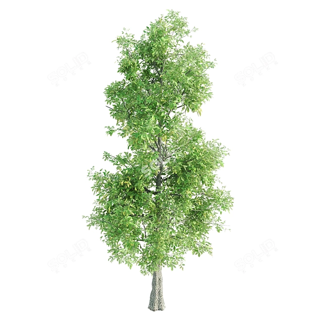 Lush Vray Tree Set: Black Birch, Ash, Silky Oak, Sorrel 3D model image 4