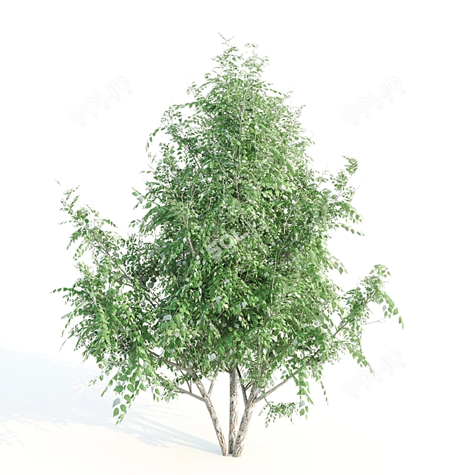 Lush Vray Tree Set: Black Birch, Ash, Silky Oak, Sorrel 3D model image 5