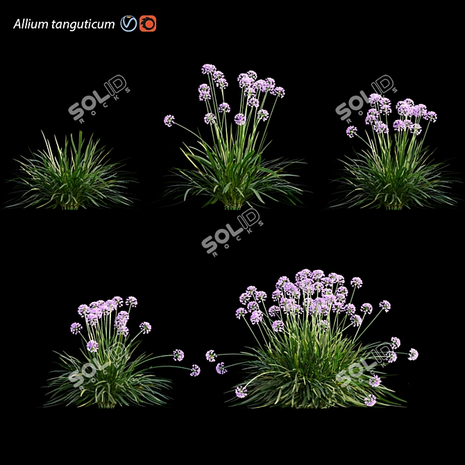 3D Plant Model Collection - Allium tanguticum 3D model image 1