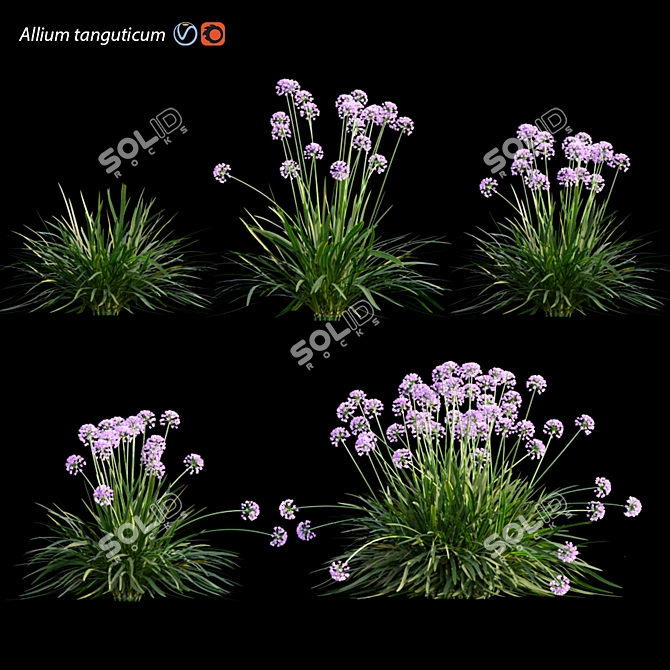 3D Plant Model Collection - Allium tanguticum 3D model image 2