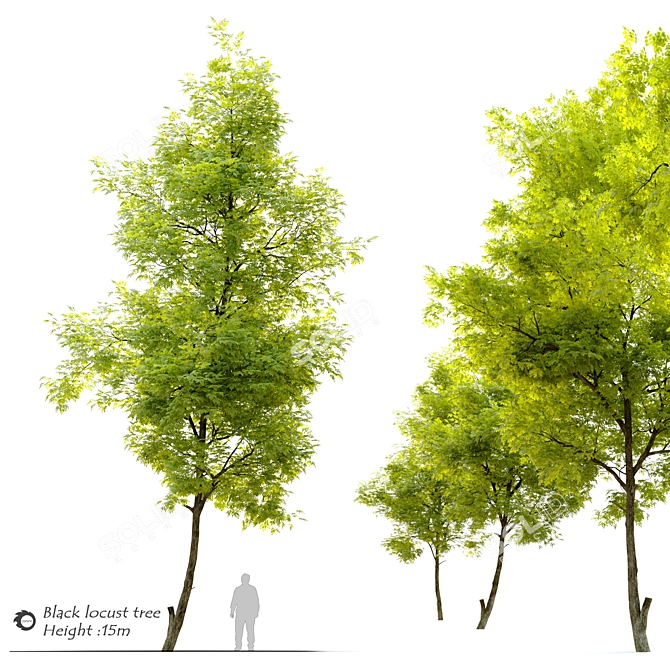 Robust Black Locust Tree: 15m Height 3D model image 1