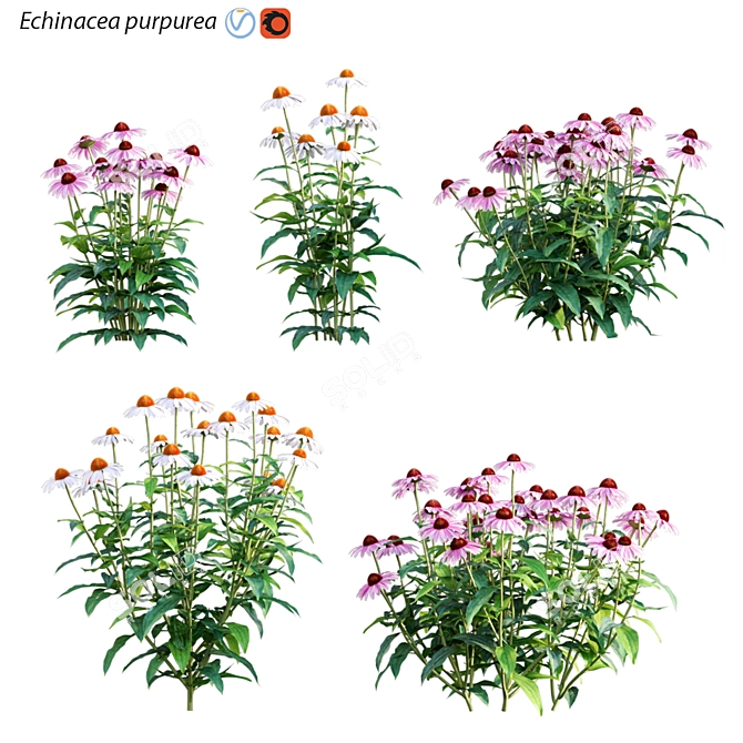 Echinacea Purpurea: Vibrant Coneflower 3D model image 1