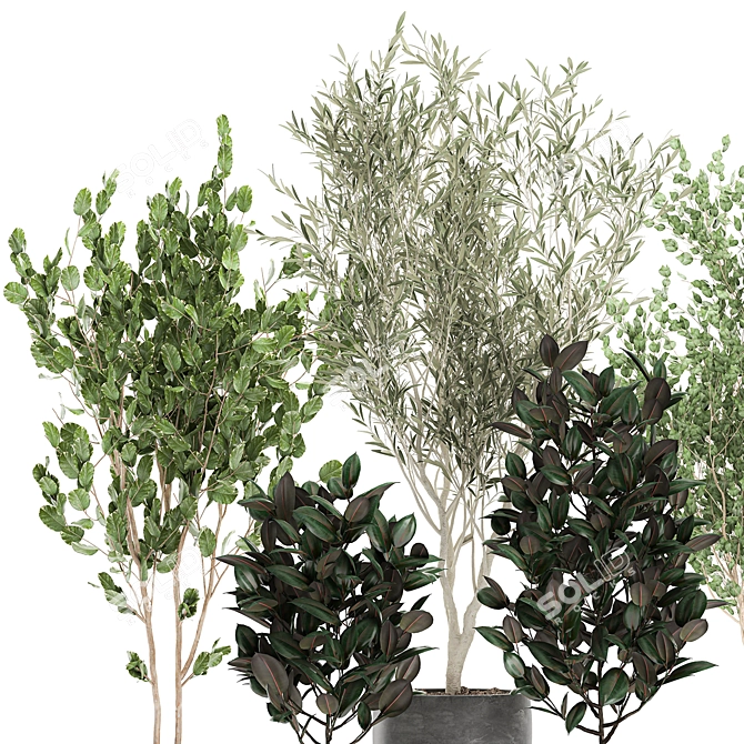 Exotic Plant Collection: Indoor & Outdoor Accent 3D model image 3