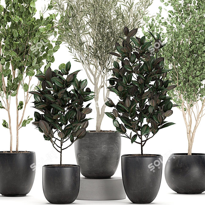 Exotic Plant Collection: Indoor & Outdoor Accent 3D model image 4