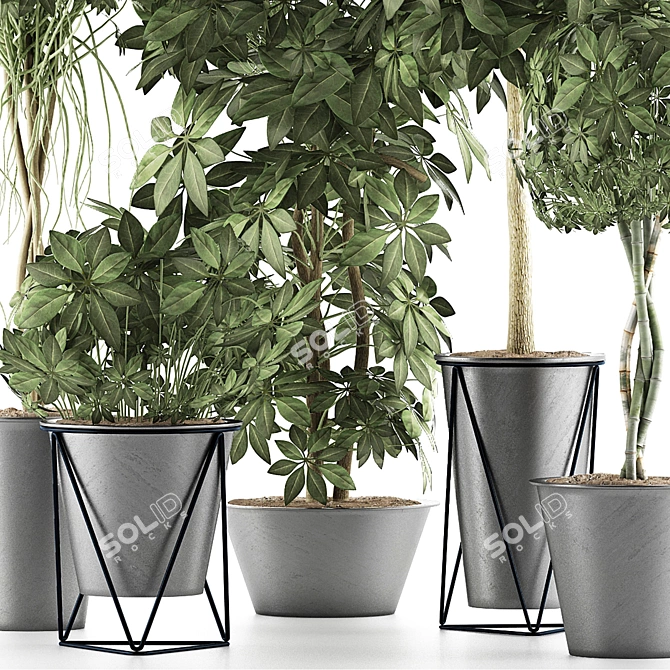 Tropical Plant Collection - Schefflera Arboricola 3D model image 2
