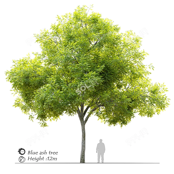 Blue Ash Tree: Height 12m 3D model image 1