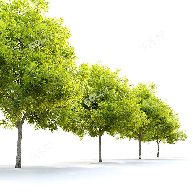 Blue Ash Tree: Height 12m 3D model image 2