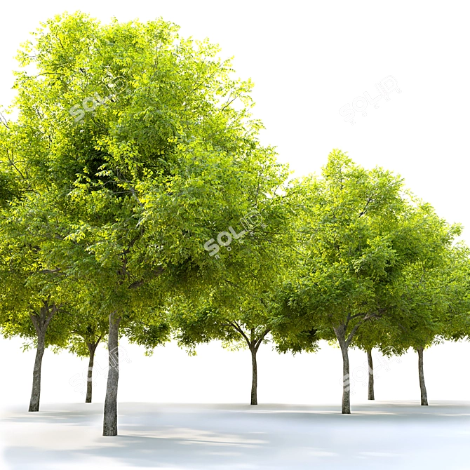 Blue Ash Tree: Height 12m 3D model image 3