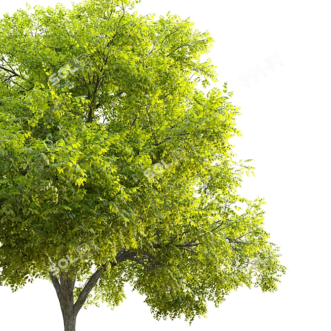 Blue Ash Tree: Height 12m 3D model image 4