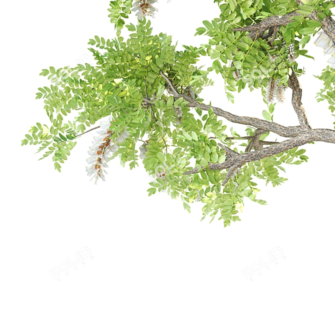Twin Acacia Trees: 1.2m & 1.3m 3D model image 4