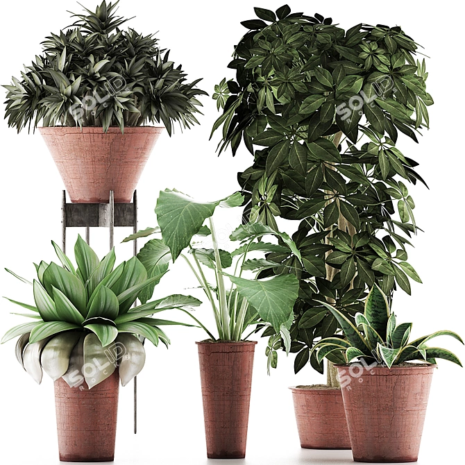 Exotic Plants Assortment: Alocasia, Sansevieria, Schefflera, Agave 3D model image 1