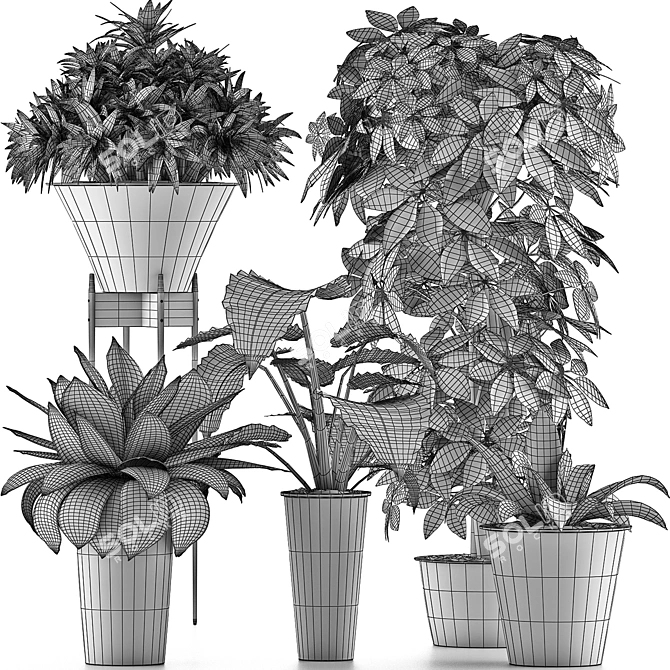 Exotic Plants Assortment: Alocasia, Sansevieria, Schefflera, Agave 3D model image 5