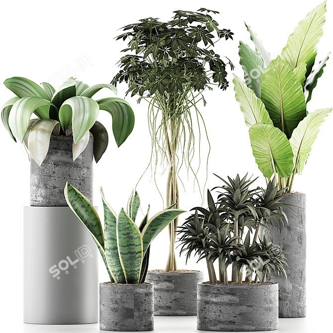 Exotic Plants Collection: Alocasia, Sansevieira, Schefflera, Agave 3D model image 1