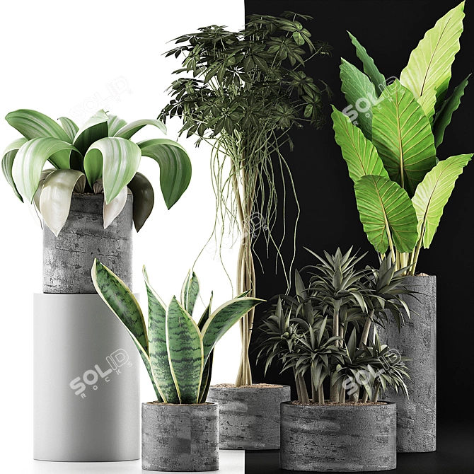 Exotic Plants Collection: Alocasia, Sansevieira, Schefflera, Agave 3D model image 3