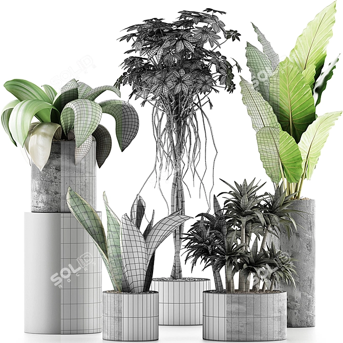 Exotic Plants Collection: Alocasia, Sansevieira, Schefflera, Agave 3D model image 4