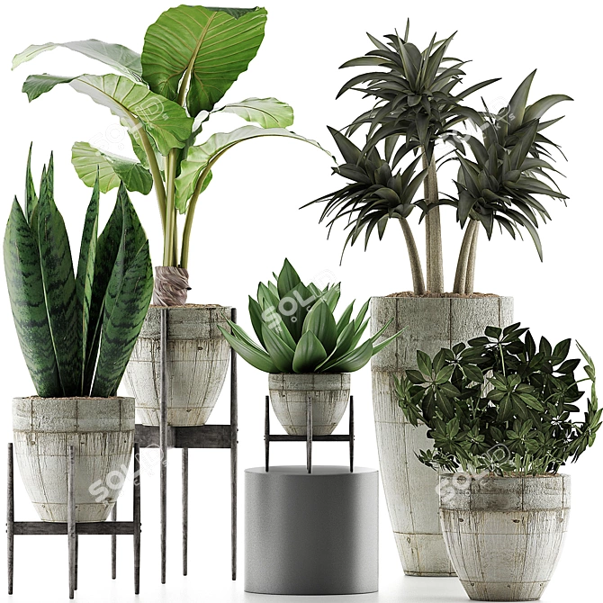 Exotic Plant Collection: Alocasia, Sansevieira, Schefflera, Agave 3D model image 1