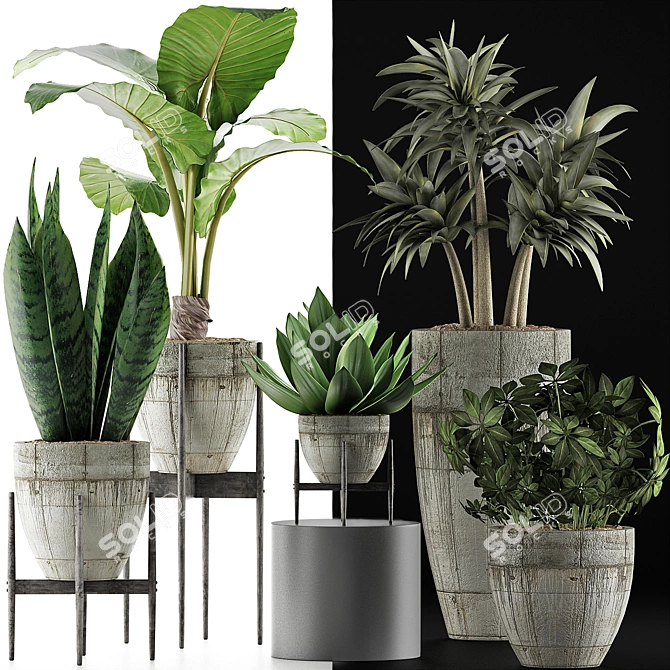 Exotic Plant Collection: Alocasia, Sansevieira, Schefflera, Agave 3D model image 3