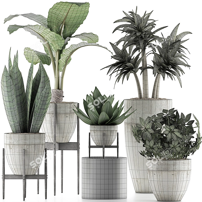 Exotic Plant Collection: Alocasia, Sansevieira, Schefflera, Agave 3D model image 4