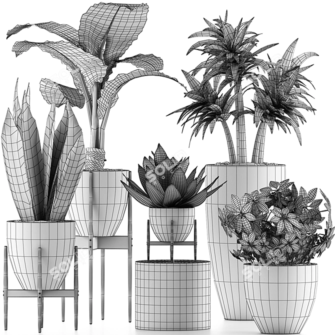 Exotic Plant Collection: Alocasia, Sansevieira, Schefflera, Agave 3D model image 5