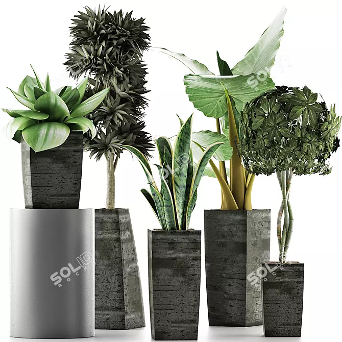 Exotic Plant Collection: Alocasia, Sansevieira, Schefflera, Agave 3D model image 1