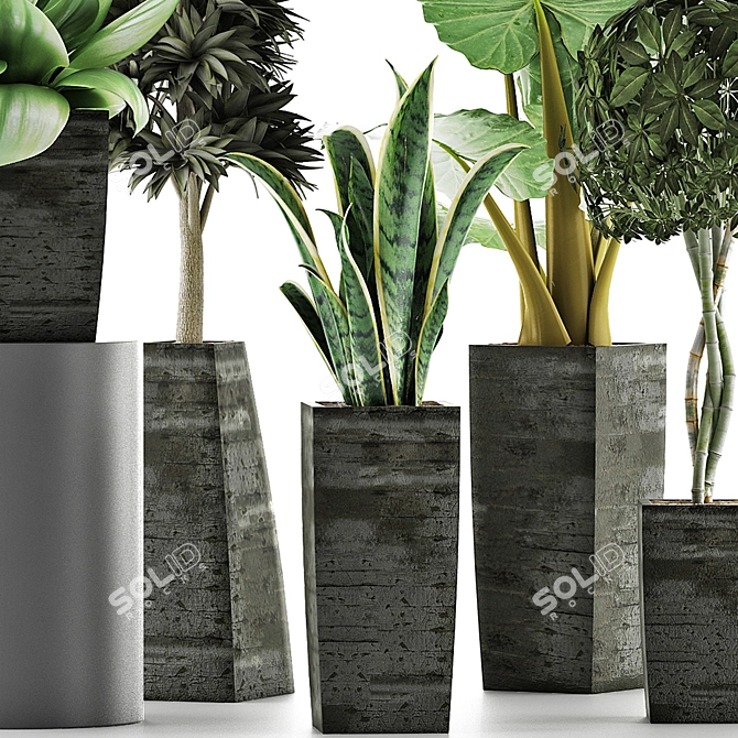 Exotic Plant Collection: Alocasia, Sansevieira, Schefflera, Agave 3D model image 2