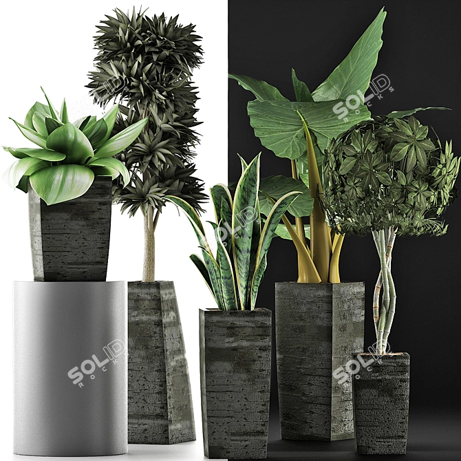 Exotic Plant Collection: Alocasia, Sansevieira, Schefflera, Agave 3D model image 3