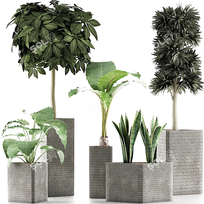 Exotic Plants Collection - Decorative Trees 3D model image 1