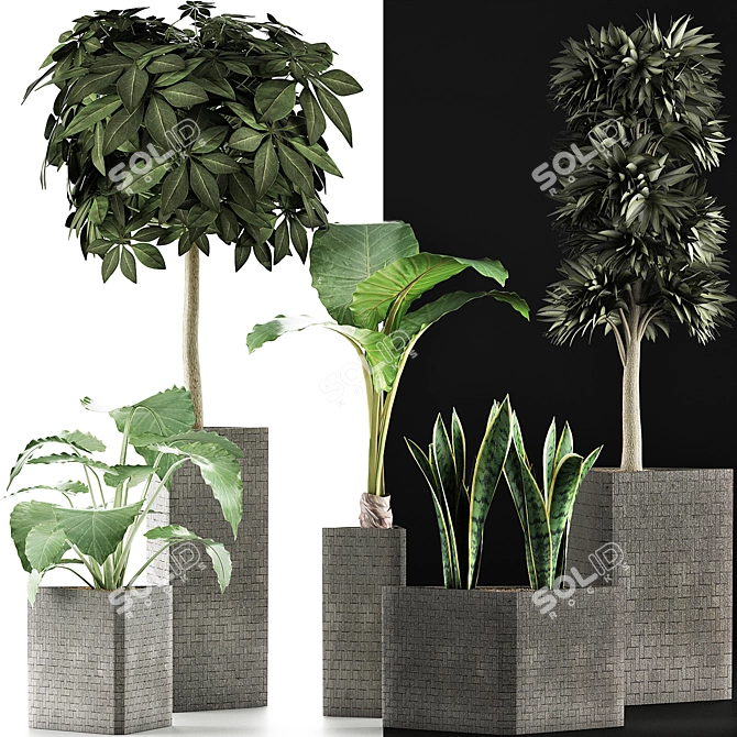 Exotic Plants Collection - Decorative Trees 3D model image 3