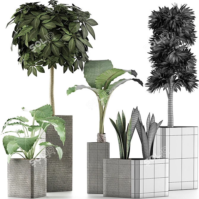 Exotic Plants Collection - Decorative Trees 3D model image 4