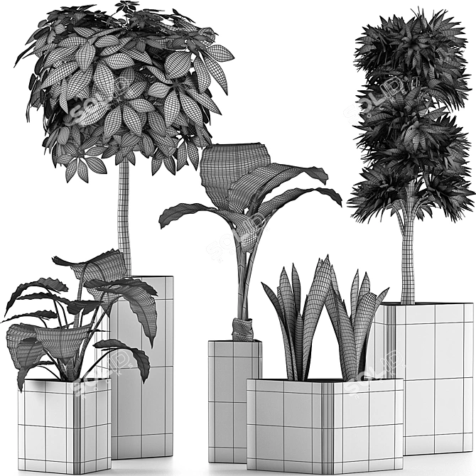 Exotic Plants Collection - Decorative Trees 3D model image 5