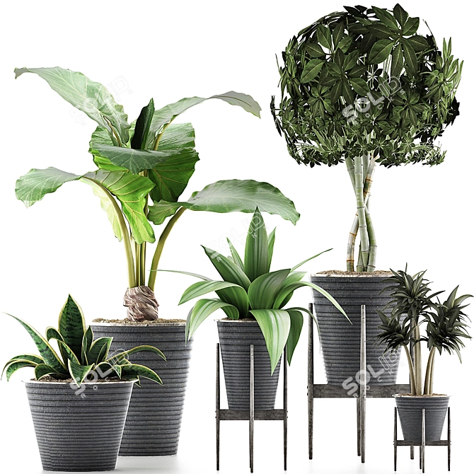 Exotic Plants Collection: 40 Varieties 3D model image 1