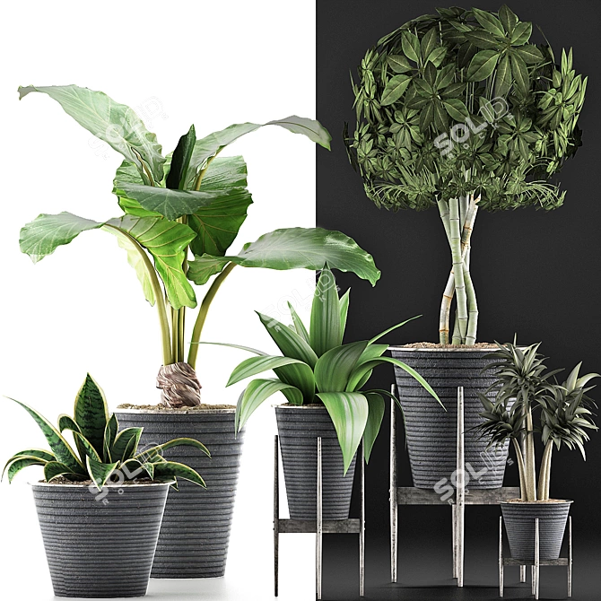 Exotic Plants Collection: 40 Varieties 3D model image 3