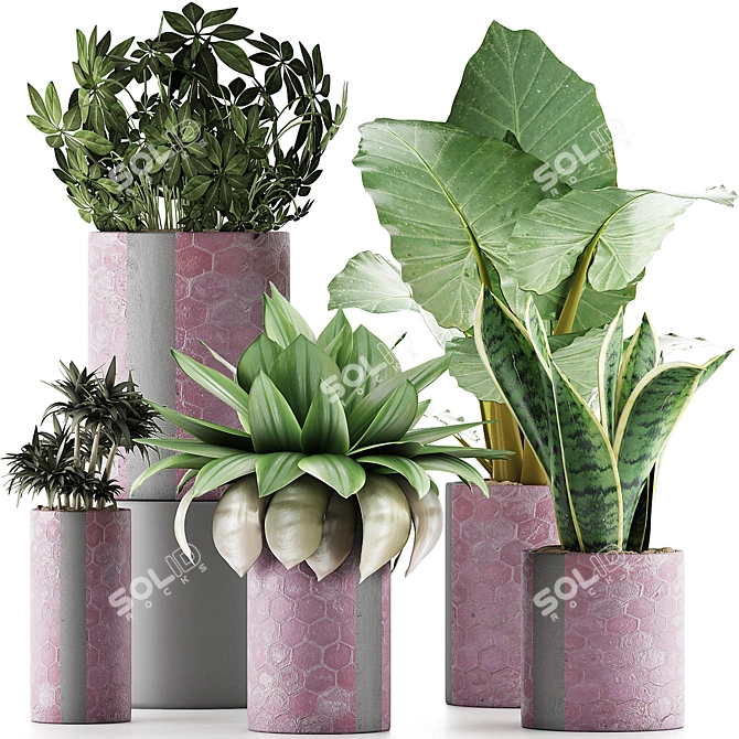 Exotic Plant Collection: Alocasia, Sansevieira, Schefflera, Agave 3D model image 1
