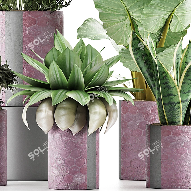 Exotic Plant Collection: Alocasia, Sansevieira, Schefflera, Agave 3D model image 2