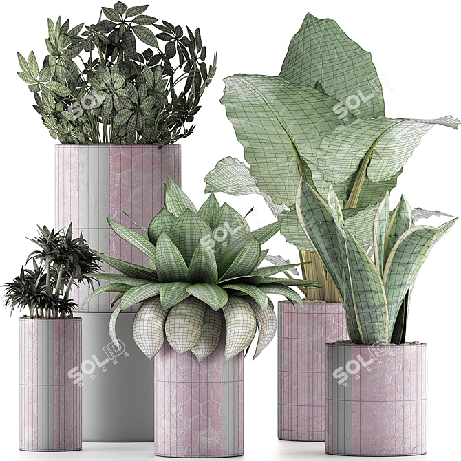 Exotic Plant Collection: Alocasia, Sansevieira, Schefflera, Agave 3D model image 3