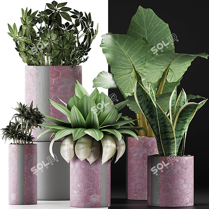 Exotic Plant Collection: Alocasia, Sansevieira, Schefflera, Agave 3D model image 4