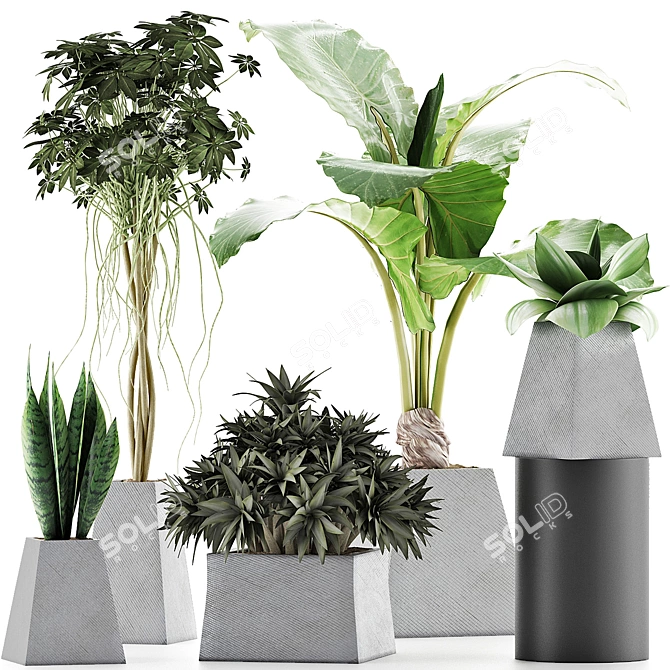 Exotic Plants Collection: Alocasia, Sansevieria, Schefflera & Agave 3D model image 1