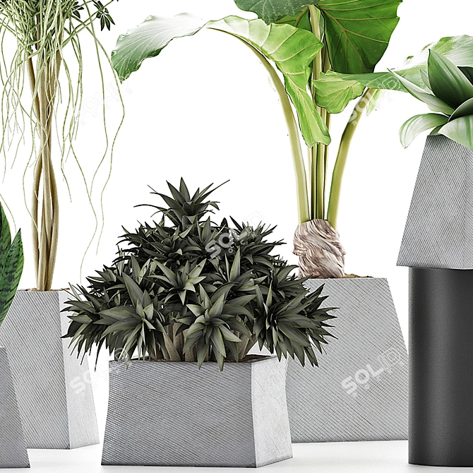 Exotic Plants Collection: Alocasia, Sansevieria, Schefflera & Agave 3D model image 2