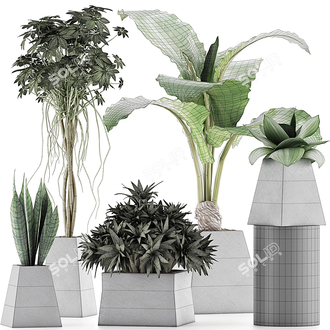 Exotic Plants Collection: Alocasia, Sansevieria, Schefflera & Agave 3D model image 4