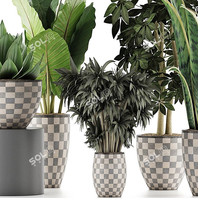 Exotic Plant Collection: Alocasia, Sansevieria, Schefflera, Agave 3D model image 2