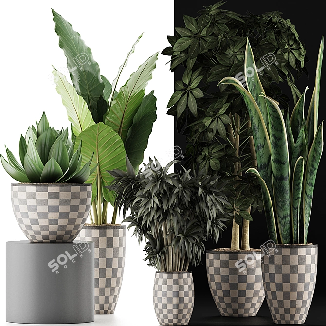 Exotic Plant Collection: Alocasia, Sansevieria, Schefflera, Agave 3D model image 3