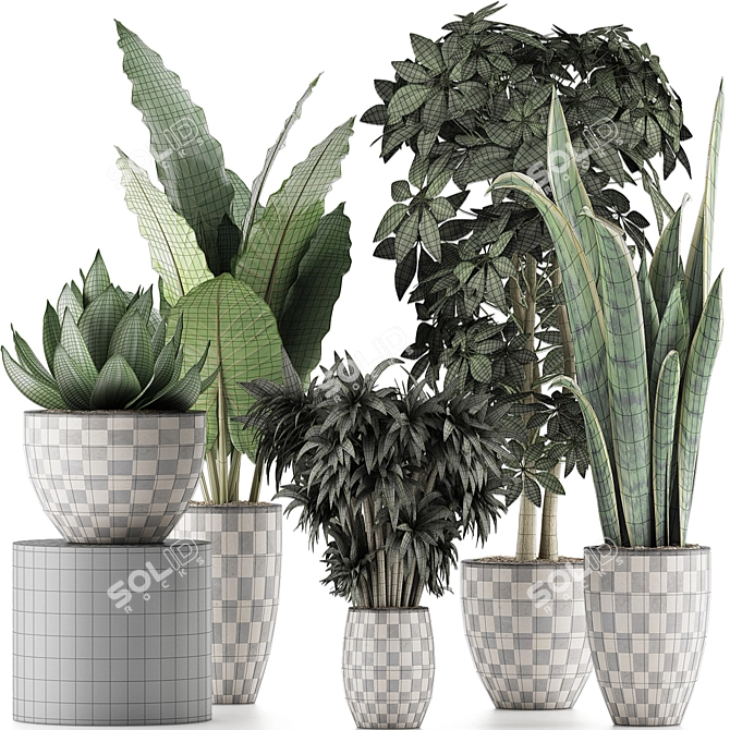 Exotic Plant Collection: Alocasia, Sansevieria, Schefflera, Agave 3D model image 4