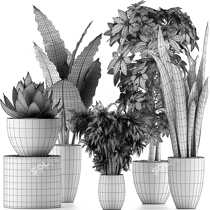 Exotic Plant Collection: Alocasia, Sansevieria, Schefflera, Agave 3D model image 5