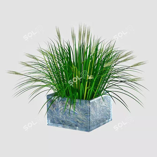 Elegant Ornamental Grass: 362mm x 356mm x 245mm 3D model image 2
