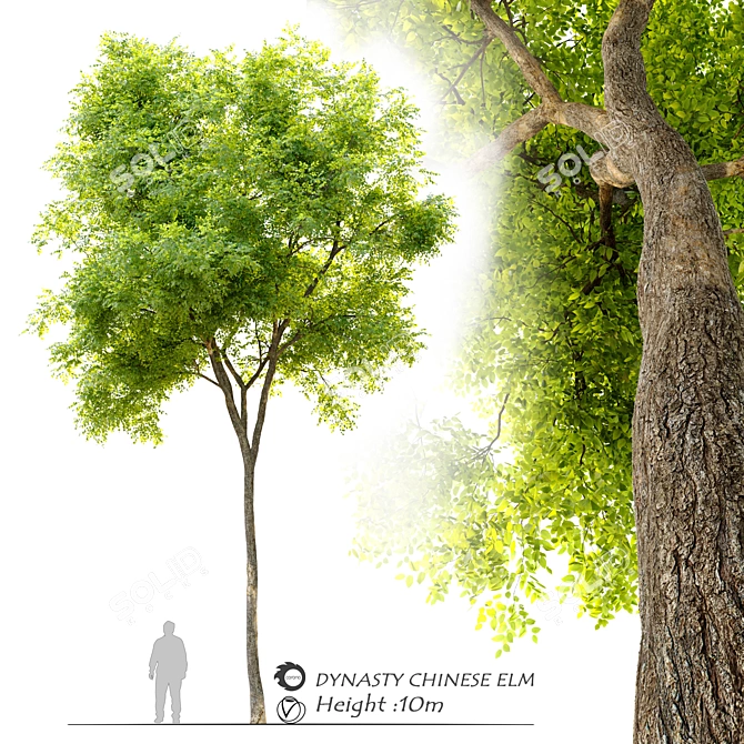 Dynasty Chinese Elm Tree 3D model image 1