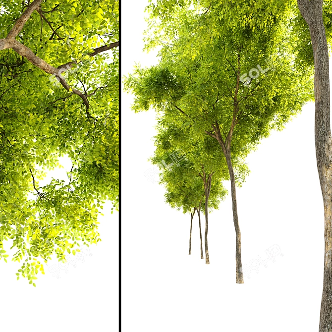 Dynasty Chinese Elm Tree 3D model image 2