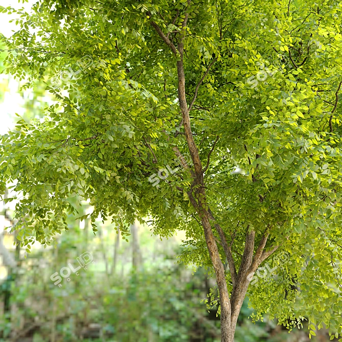 Dynasty Chinese Elm Tree 3D model image 4